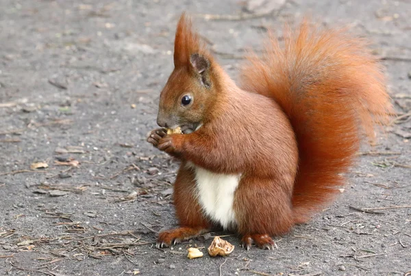 Słodka wiewiórka — Zdjęcie stockowe