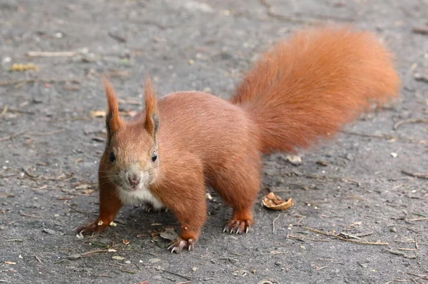 Niedliches Eichhörnchen — Stockfoto