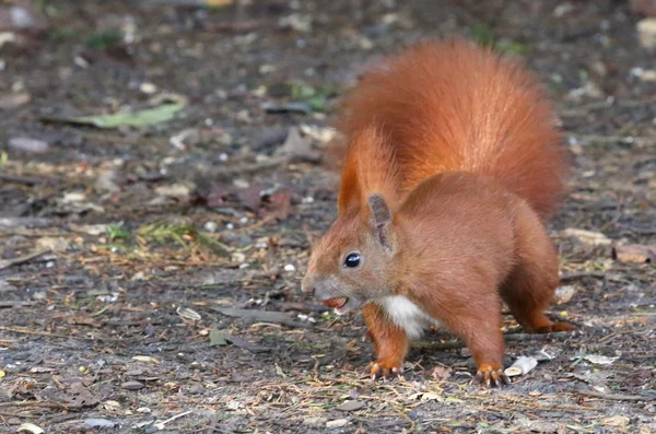 Niedliches Eichhörnchen — Stockfoto