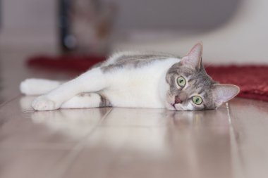 domestc kedi kamera seyir