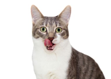 gri aç yerli kedi beyaz arka plan üzerinde izole