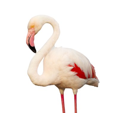 pembe flamingo