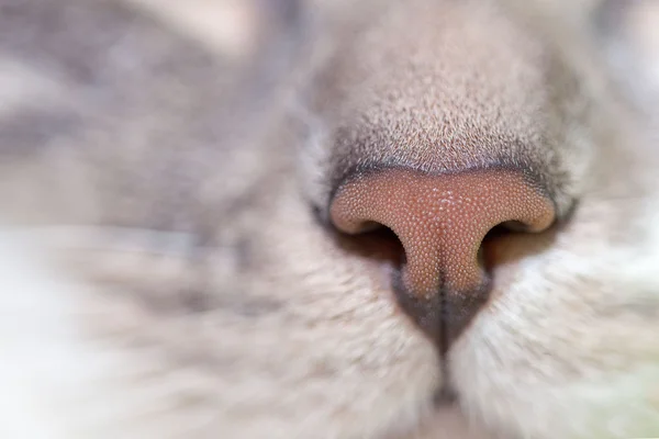 Naso di gatto da vicino — Foto Stock