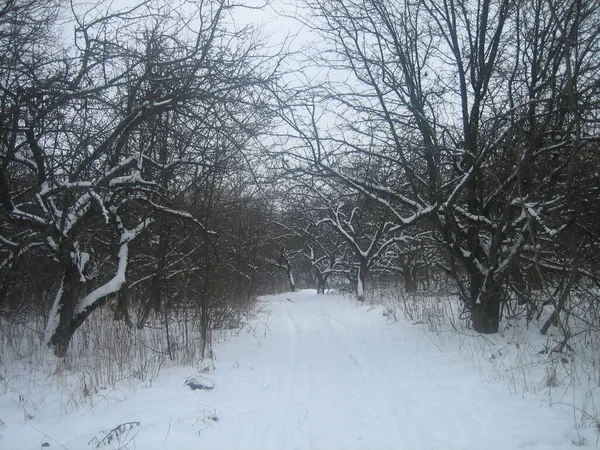Landsbygdsträdgårdar Den Ryska Gamla Byn Molnig Vinterdag Marken Träden Och — Stockfoto