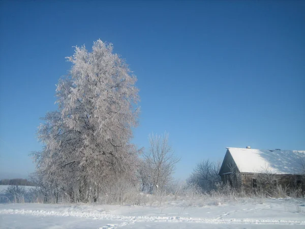 Vanlig Rysk Vintern Hus Skjul Träd Grönsaksträdgårdar Täckta Med Snödrivor — Stockfoto