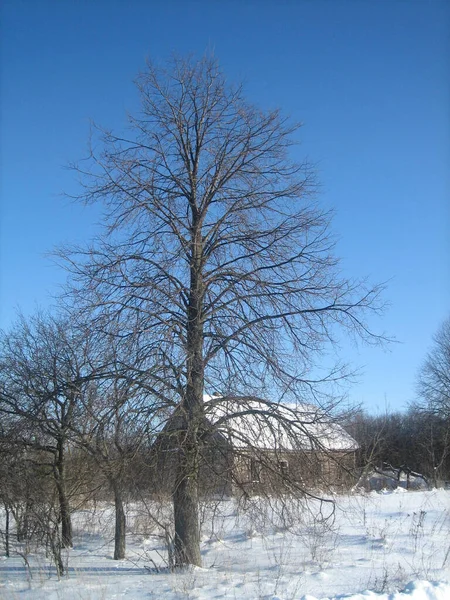 Ein Gewöhnliches Russisches Dorf Winter Häuser Schuppen Bäume Gemüsegärten Sind — Stockfoto