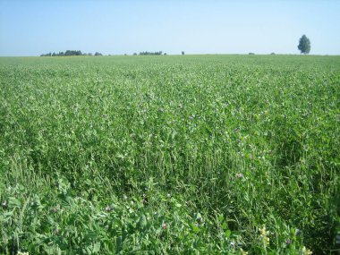 Açık ve bulutsuz bir günde, düz ve berrak bir çimen tarlası.