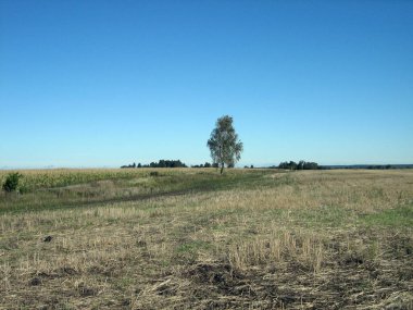 Bulutsuz bir günde, yabani otların ortasında duran yalnız bir huş ağacı. Açık mavi gökyüzünde tek bir bulut yok..
