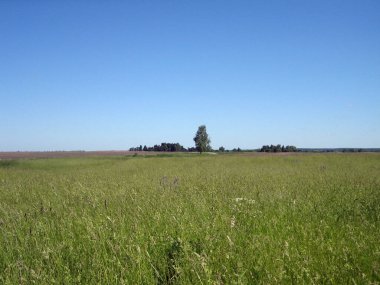 Bulutsuz bir günde, yabani otların ortasında duran yalnız bir huş ağacı. Açık mavi gökyüzünde tek bir bulut yok..