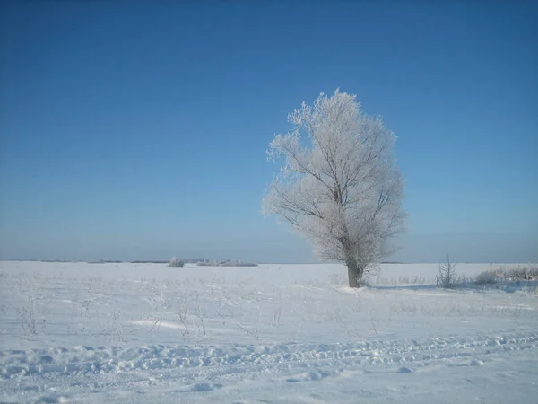 Ein Einsamer Baum Inmitten Eines Feldes Einem Frostigen Wintertag Die — Stockfoto