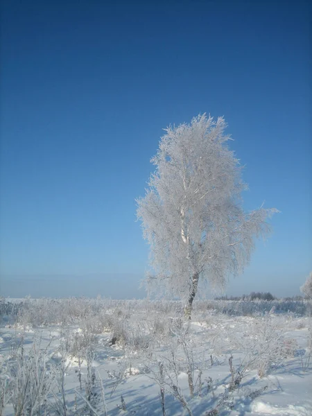 Uma Árvore Solitária Meio Campo Num Dia Inverno Gelado Ramos — Fotografia de Stock