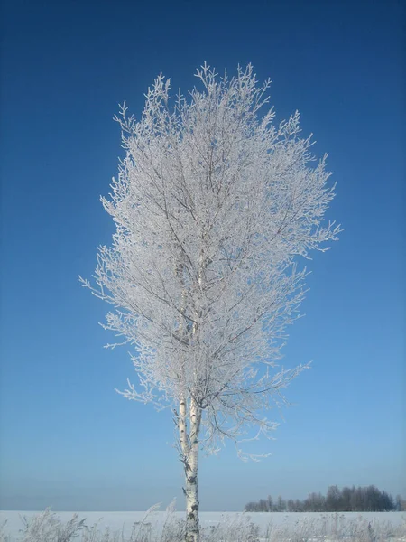 A lonely tree in the middle of a field on a frosty winter day. The branches of the tree are richly covered with frost that glistens in the sun. Clear blue sky without a single cloud.