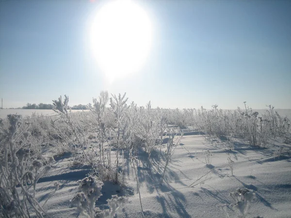 Buzla Kaplı Yabani Otlar Karla Kaplı Bir Kış Gününde Karla — Stok fotoğraf