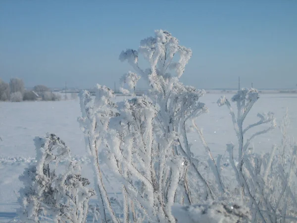 Frostbedecktes Wildgras Bahnt Sich Einem Frostigen Wintertag Seinen Weg Durch — Stockfoto