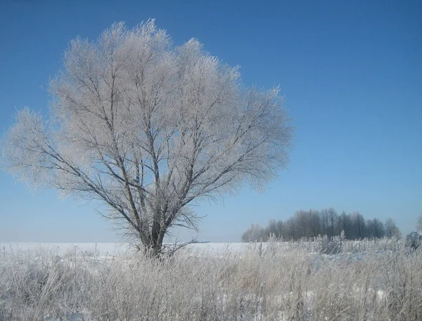 Ein Einsamer Baum Inmitten Eines Feldes Einem Frostigen Wintertag Die — Stockfoto