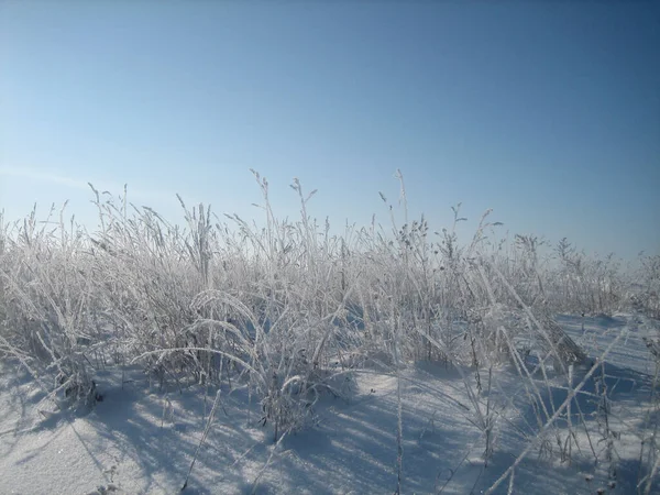 Mrazem Pokrytá Divoká Tráva Prodírá Sněhem Zasněženém Poli Mrazivého Zimního — Stock fotografie
