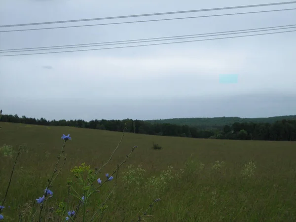 農地の明確なフィールドが密接草で覆われています 空に雲がある 地平線に森が暗くなる — ストック写真