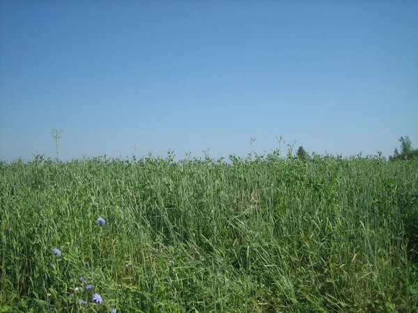 Campo Plano Claro Grama Não Cortada Dia Claro Sem Nuvens — Fotografia de Stock