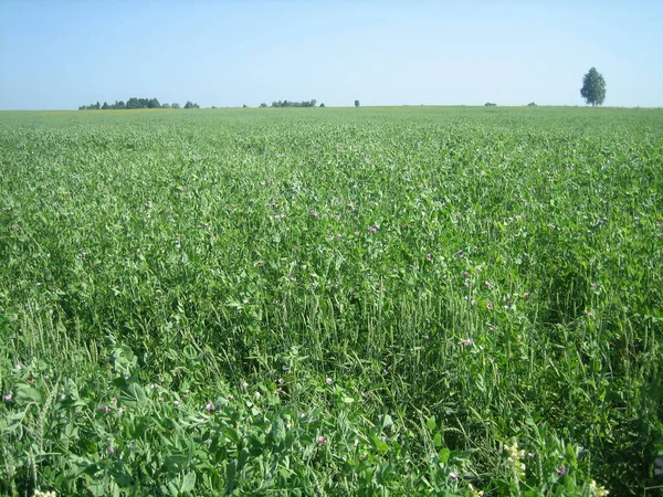 Açık ve bulutsuz bir günde, düz ve berrak bir çimen tarlası.