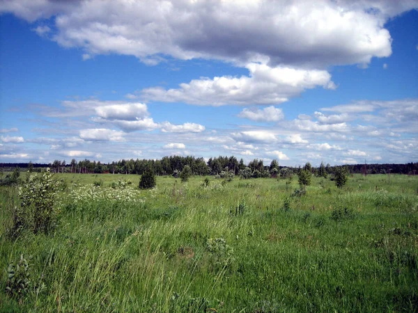 Campo Chiaro Terreno Agricolo Densamente Ricoperto Erba Sono Nuvole Nel — Foto Stock