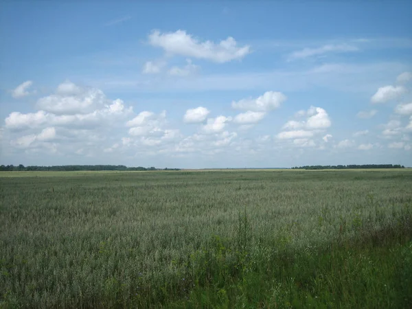 Campo Chiaro Terreno Agricolo Densamente Ricoperto Erba Sono Nuvole Nel — Foto Stock