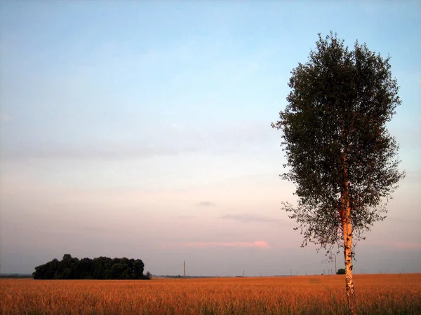 Samotne Drzewo Otwartym Polu Zachodzie Słońca Niebo Jest Oświetlone Światłem — Zdjęcie stockowe