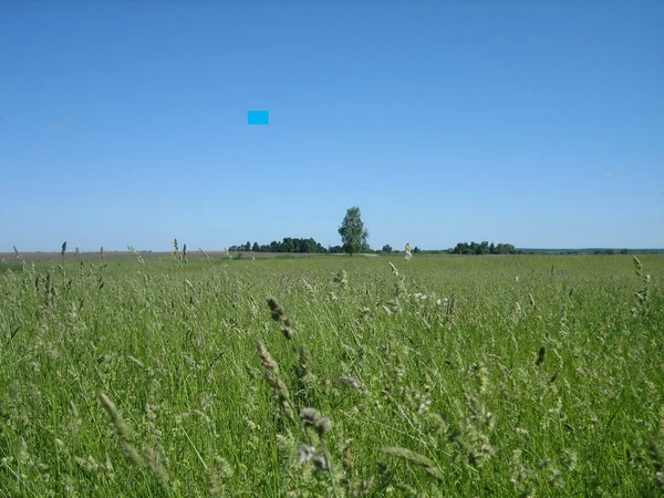 Una Betulla Solitaria Mezzo Campo Erba Selvatica Una Giornata Limpida — Foto Stock