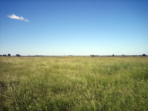 Campo Plano Claro Hierba Sin Cortar Día Claro Sin Nubes —  Fotos de Stock