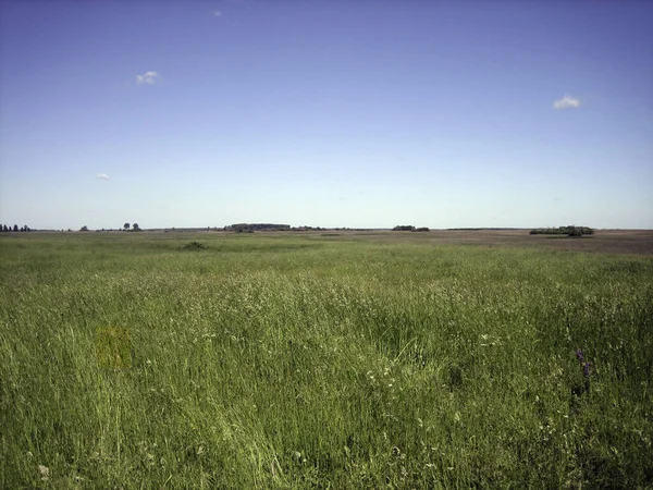 Flat Clear Field Uncut Grass Clear Cloudless Day — Stock Photo, Image