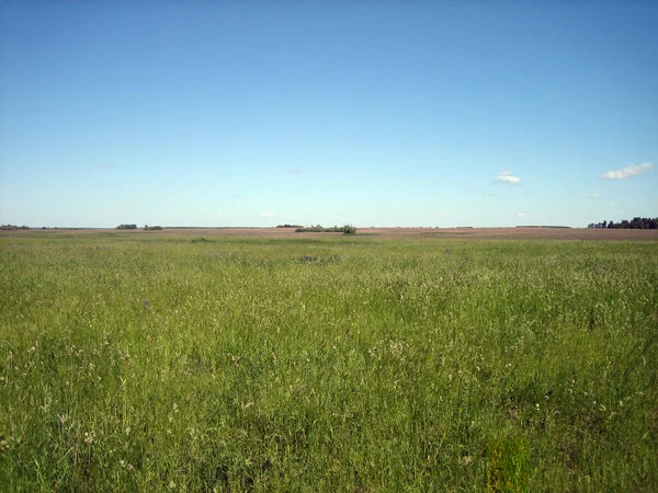 Een Vlak Helder Grasveld Een Heldere Wolkenloze Dag — Stockfoto