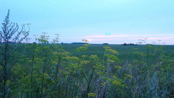 Vilda Växter Ogräs Nära Upp Bakgrunden Ett Fält Vid Solnedgången — Stockfoto