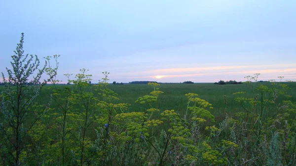 野生の植物雑草が閉じる 日没時のフィールドの背景に — ストック写真