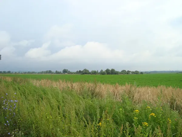 Campo Chiaro Terreno Agricolo Densamente Ricoperto Erba Sono Nuvole Nel — Foto Stock