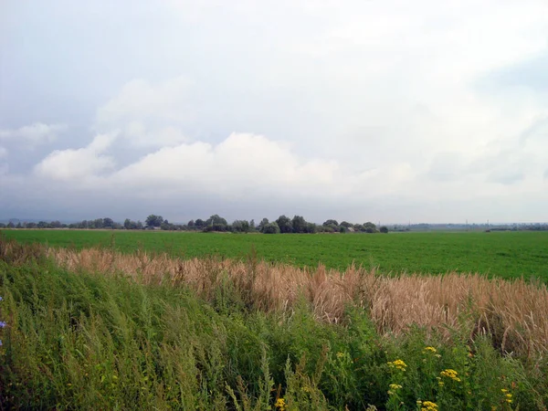 Campo Chiaro Terreno Agricolo Densamente Ricoperto Erba Sono Nuvole Nel — Foto Stock