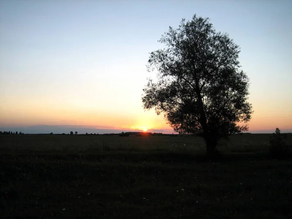 Árbol Solitario Campo Sobre Fondo Atardecer Tardío Atardecer — Foto de Stock