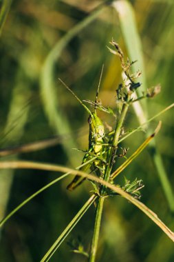 Küçük yeşil çekirge, öğleden sonraki makro portre çekiminde çimlerin üzerinde oturur.