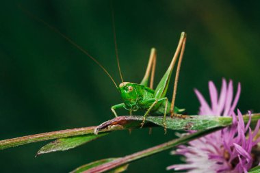 Küçük kızgın yeşil çekirge, öğleden sonraki makro portre çekiminde çimlerin üzerinde oturur.