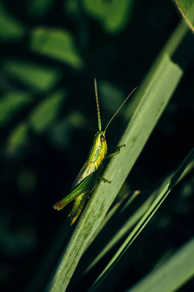 Kleine Grüne Heuschrecke Sitzt Gras Nachmittag Makroporträtaufnahme — Stockfoto