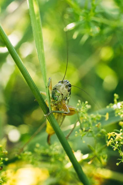 Kleine Grüne Heuschrecke Sitzt Gras Nachmittag Makroporträtaufnahme — Stockfoto