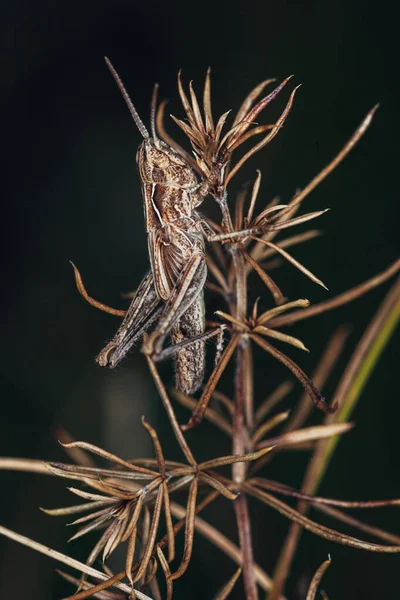 Pequeño Saltamontes Marrón Sienta Hierba Durante Día Retrato Cerca —  Fotos de Stock