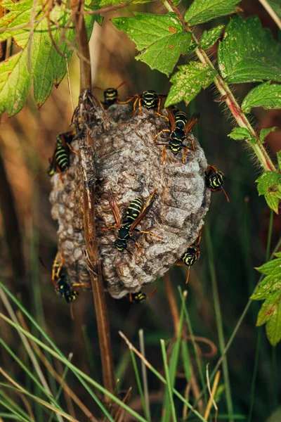 a colony of wasps builds a hornet\'s nest on the stems of green plants