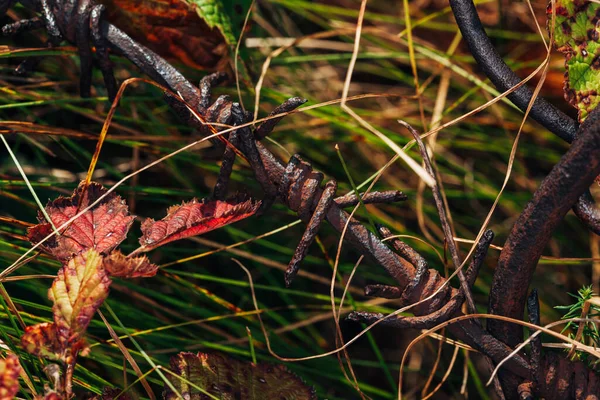 Velho Arame Farpado Enferrujado Uma Moita Plantas Verdes Verão — Fotografia de Stock