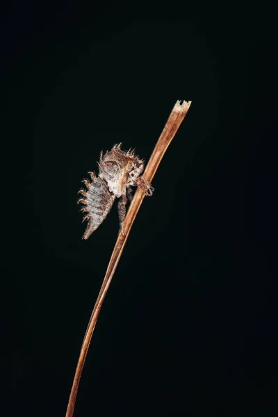 Crisálida Concha Vacía Saltamontes Sienta Hierba Sobre Fondo Oscuro —  Fotos de Stock