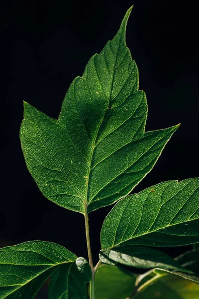 Macro Photo Green Juicy Leaf Backlight Black Background — Stock Photo, Image
