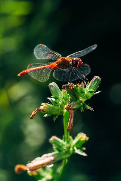 Große Insekt Sommer Libelle Sitzt Auf Einem Ast Auf Einem — Stockfoto