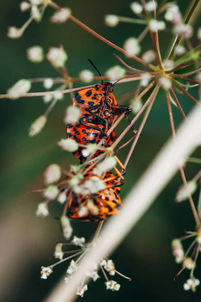 Gruppe Italienischer Räuberischer Roter Käfer Mit Schwarzen Streifen Sitzt Sommer — Stockfoto