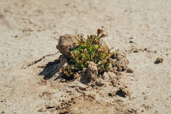 Small Green Shoots Make Way Sandy Arid Yellow Soil Summer — Stock Photo, Image