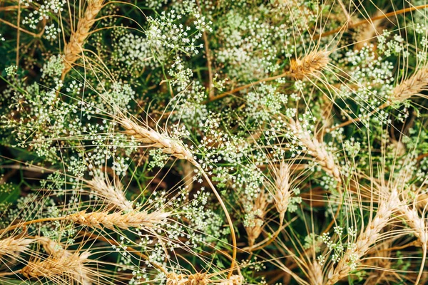 Buket Alami Besar Bunga Liar Dan Gandum Padang Rumput Musim Stok Foto