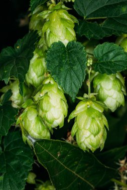 Ağustosta hasat zamanı, zıplama bitkisinin yeşil sulu meyveleri.