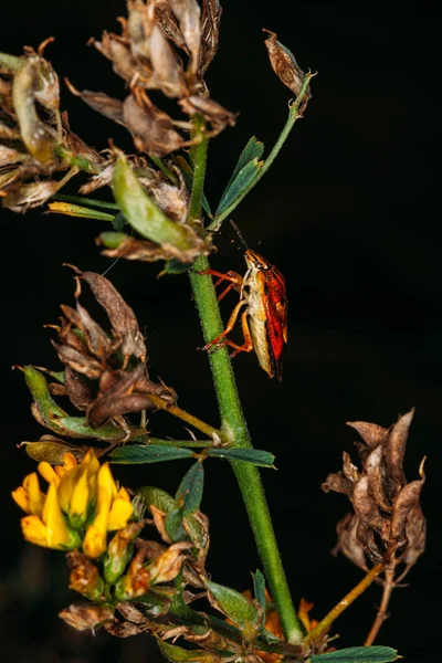 Insecto Bayas Castaño Sienta Sobre Las Ramas Verdes Planta Sobre —  Fotos de Stock